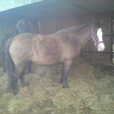 Welsh Pony af Cob-type (sec C) Feluca *Gl. Helpart*