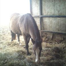 Welsh Pony af Cob-type (sec C) Feluca *Gl. Helpart*