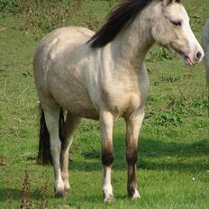 Welsh Mountain (sec A) Rø's No Doubt