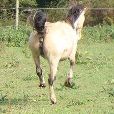 Welsh Mountain (sec A) Rø's No Doubt