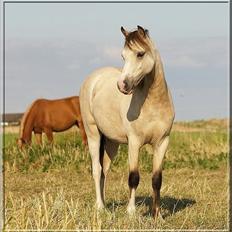 Welsh Mountain (sec A) Rø's No Doubt