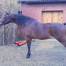 Morgan SoCo Amaretto Lime