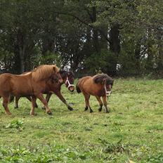 Islænder Dís fra Martinez