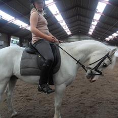 Welsh Mountain (sec A) Fakla Admiral  ;(solgt):