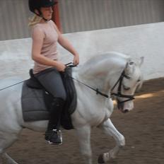 Welsh Mountain (sec A) Fakla Admiral  ;(solgt):