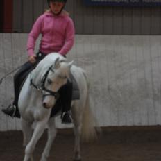 Welsh Mountain (sec A) Fakla Admiral  ;(solgt):