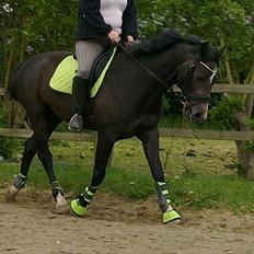 Anden særlig race  flik flak