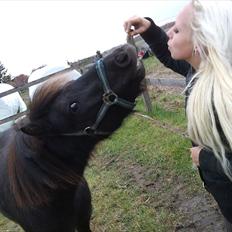 Anden særlig race Billund