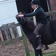 Anden særlig race Billund