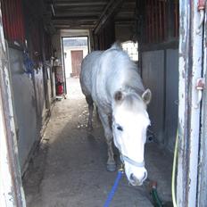 Anden særlig race Futte(part)