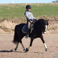 Anden særlig race Blue Eye´D Girl - A pony SOLGT!