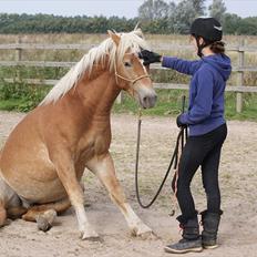 Haflinger Asmund *Hingst*