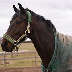 Oldenborg Prins Hamlet 387 † R.I.P †