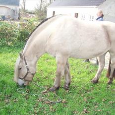 Fjordhest Prins - attrup