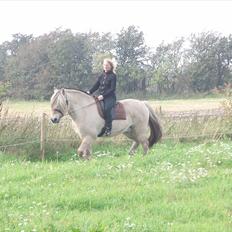 Fjordhest Prins - attrup