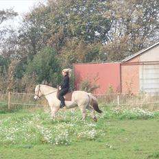 Fjordhest Prins - attrup