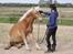 Haflinger Asmund *Hingst* - Velkommen til Asmunds profil! - Et forhold baseret på tillid (;
