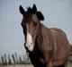 Hollandsk Varmblod Sir Gambler
