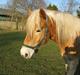 Haflinger Helena