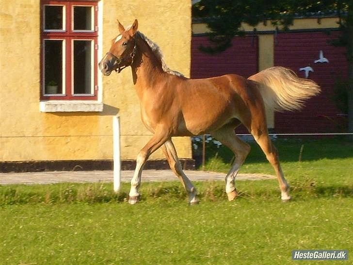 Anden særlig race Grønhøjs Golden Gangster - Da han var 1 år billede 15