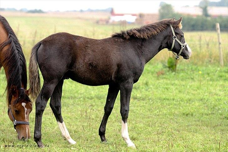 DSP GO Webmaster *solgt* - 12.09.10 billede 11