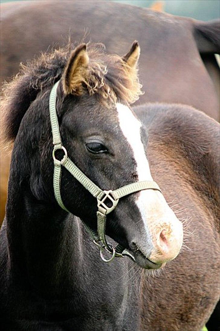 DSP GO Webmaster *solgt* - 12.09.10 billede 12