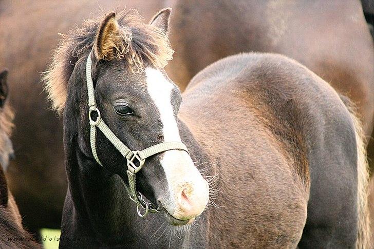 DSP GO Webmaster *solgt* - 12.09.10 billede 13