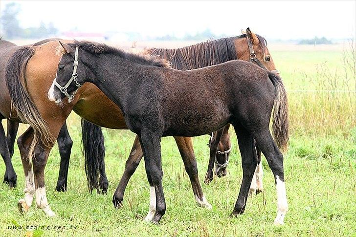 DSP GO Webmaster *solgt* - 12.09.10 billede 14