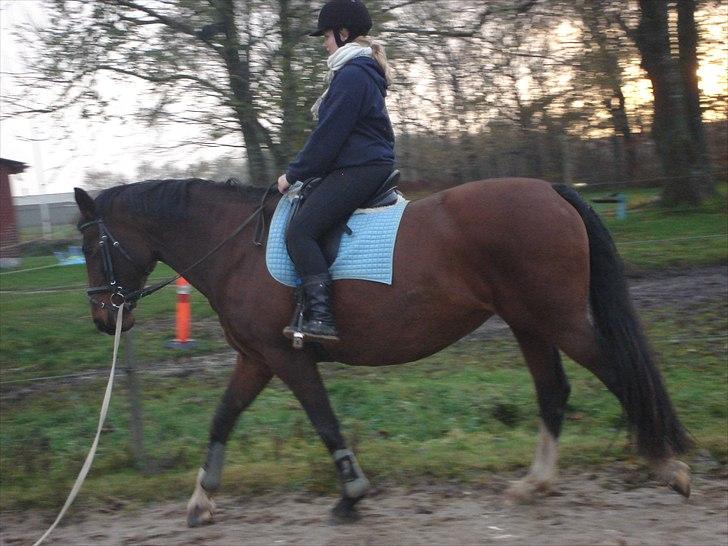 Dansk Varmblod >>Ziarra<< MyLife - Velkommen ;) billede 1