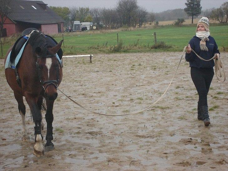 Dansk Varmblod >>Ziarra<< MyLife - skulle longcere hende .. hehe :) billede 2