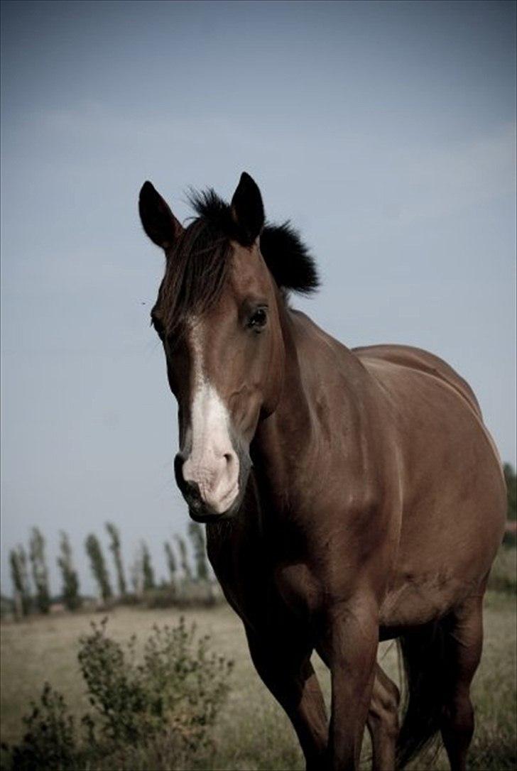 Hollandsk Varmblod Sir Gambler billede 1