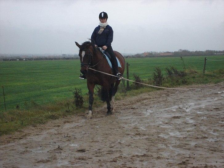 Dansk Varmblod >>Ziarra<< MyLife - dejlige hest :D!<3 billede 3