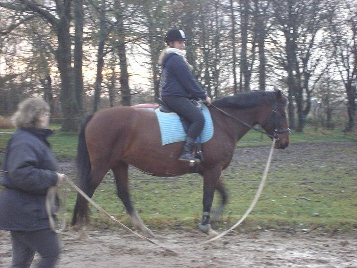 Dansk Varmblod >>Ziarra<< MyLife - i <3 you baby :* billede 4