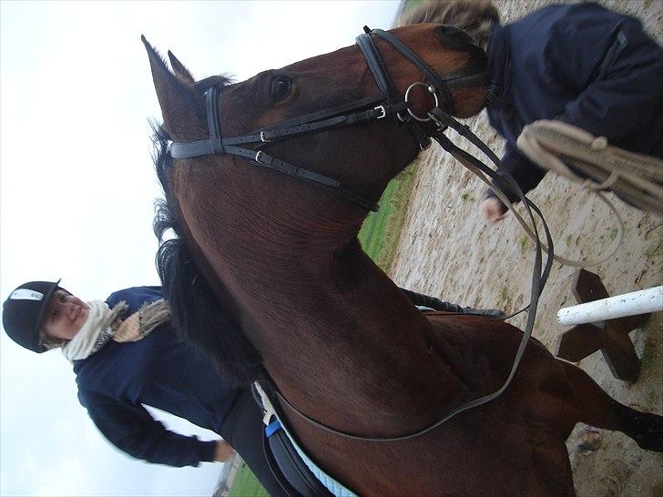 Dansk Varmblod >>Ziarra<< MyLife billede 5