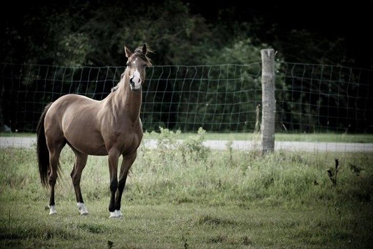 Hollandsk Varmblod Sir Gambler billede 2