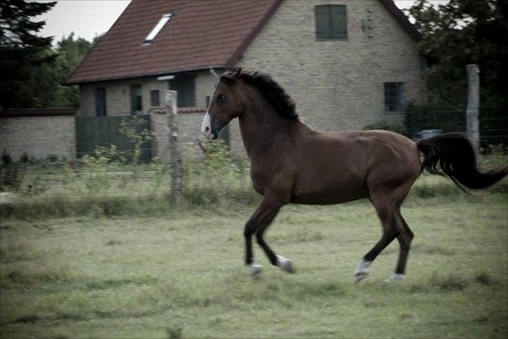 Hollandsk Varmblod Sir Gambler billede 3