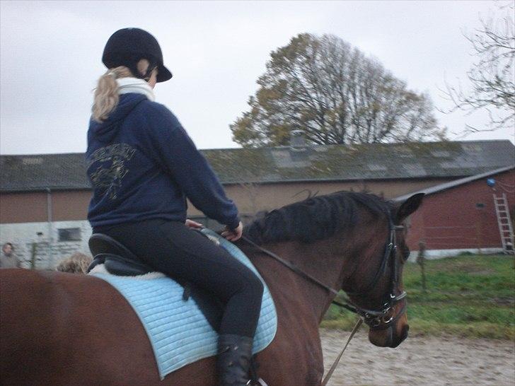 Dansk Varmblod >>Ziarra<< MyLife billede 6