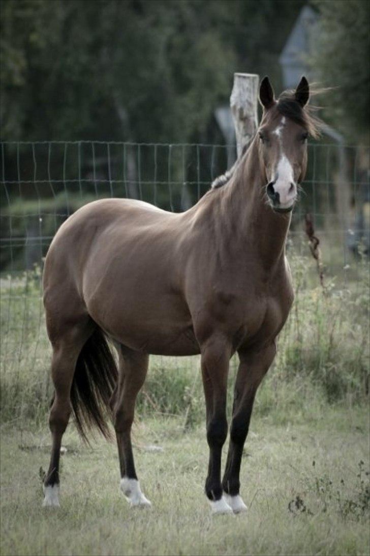 Hollandsk Varmblod Sir Gambler billede 4