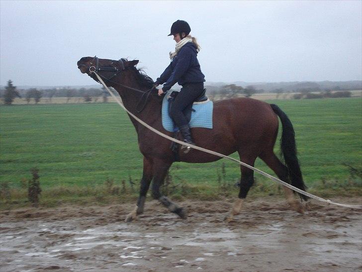 Dansk Varmblod >>Ziarra<< MyLife - et æsel kan hun også være engang imellem :b billede 7