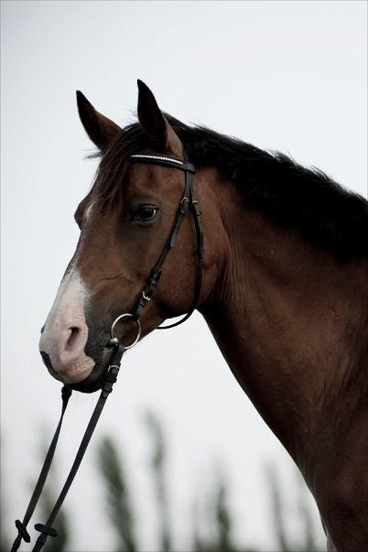 Hollandsk Varmblod Sir Gambler billede 5
