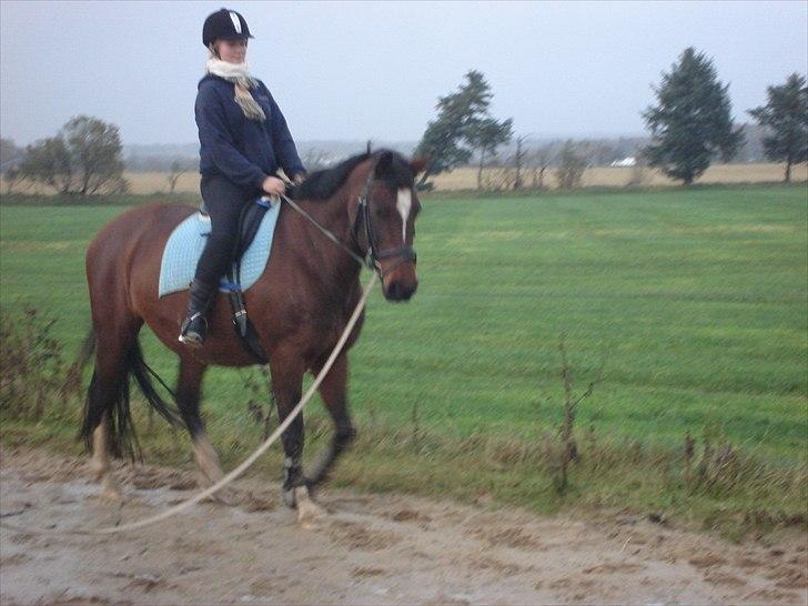 Dansk Varmblod >>Ziarra<< MyLife billede 8