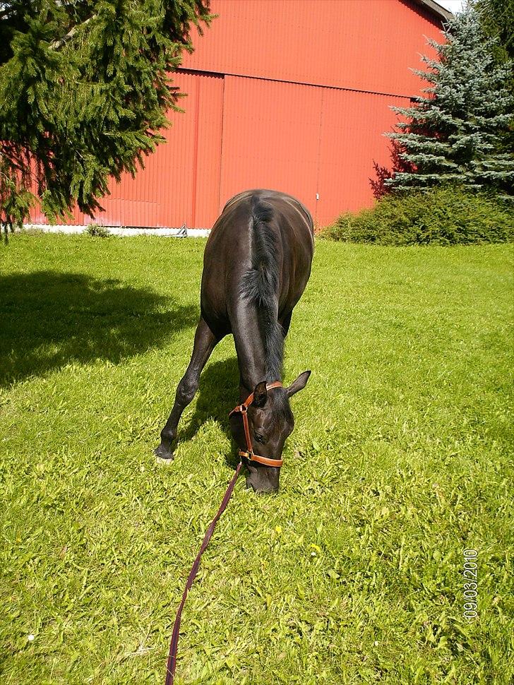 Oldenborg Coco Chanel billede 6