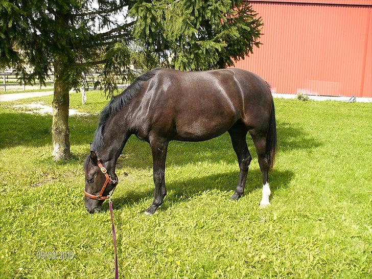 Oldenborg Coco Chanel billede 7