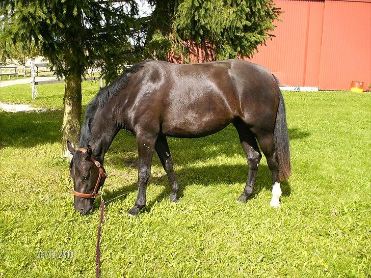 Oldenborg Coco Chanel billede 8