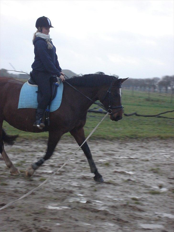 Dansk Varmblod >>Ziarra<< MyLife billede 9