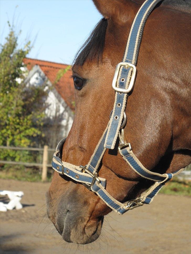 Hannoveraner Lesmona H billede 4