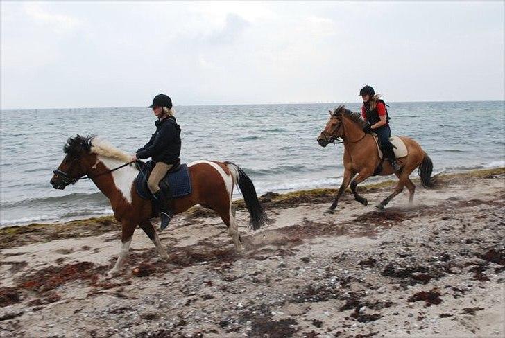 Anden særlig race Qidarr  - Mig som rideskolepony i sommers, der skulle vi jorde på stranden  ( Bakekgården ) 2010 ( Fotograf: Carina/Bakkegård Ridecenter ) ) billede 6