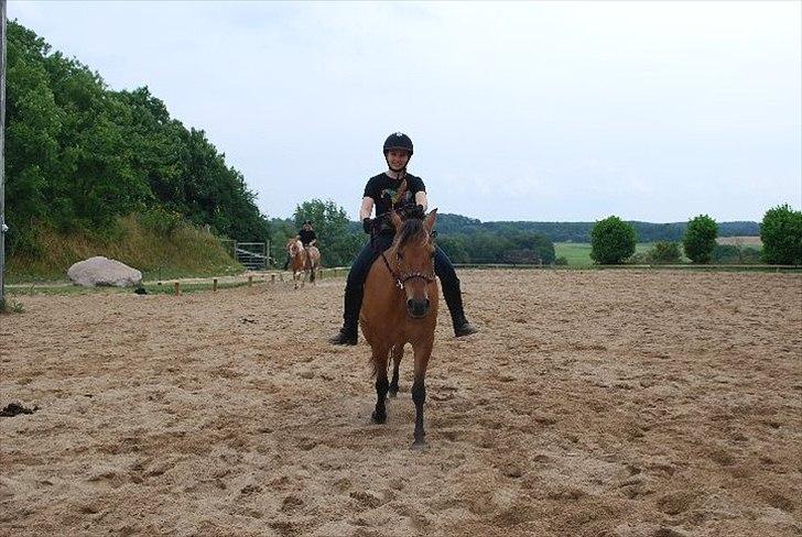 Anden særlig race Qidarr  - Mig som rideskolepony i sommers, der lavede vi horsemanship  ( Bakkegården ) 2010 ( Fotograf: Carina/Bakkegård Ridecenter )  billede 8