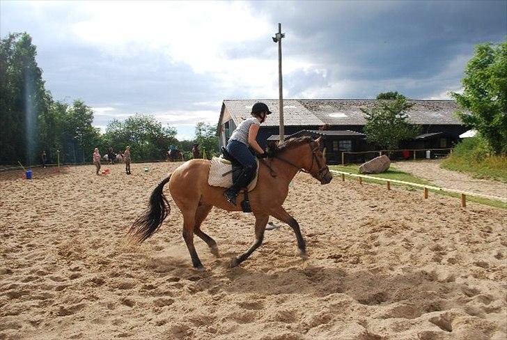 Anden særlig race Qidarr  - Mig som rideskolepony i sommers, der lavede vi horsemanship ( Bakkegården ) 2010 ( Fotograf: Carina/Bakkegård Ridecenter )  billede 9