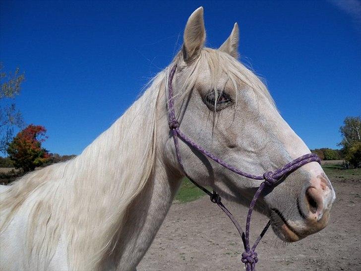 Anden særlig race Krikkedyret Vaginah billede 1